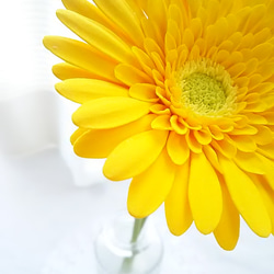 【訂做】❁ 黃泥花非洲菊 2 件套，室內花，單花花瓶❁ 第10張的照片