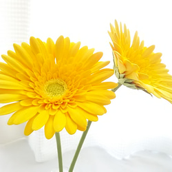 【訂做】❁ 黃泥花非洲菊 2 件套，室內花，單花花瓶❁ 第6張的照片