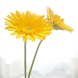 【訂做】❁ 黃泥花非洲菊 2 件套，室內花，單花花瓶❁ 第12張的照片