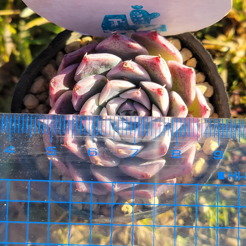 レッドベルベットhyb 多肉植物 エケベリア その他インテリア雑貨