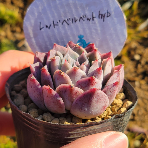 レッドベルベットhyb 多肉植物 エケベリア その他インテリア雑貨