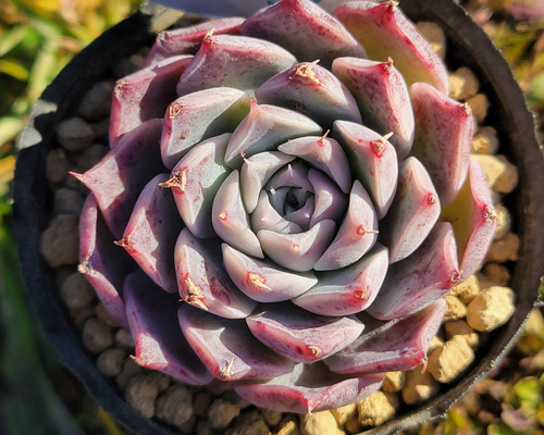 レッドベルベットhyb 多肉植物 エケベリア その他インテリア雑貨
