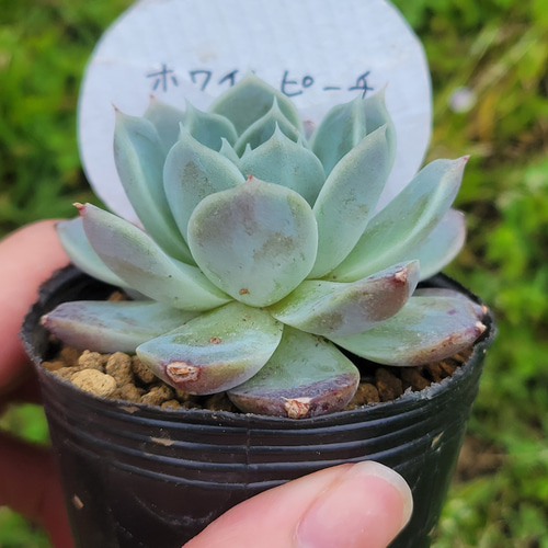 ホワイトピーチ 多肉植物 エケベリア その他インテリア雑貨 多肉