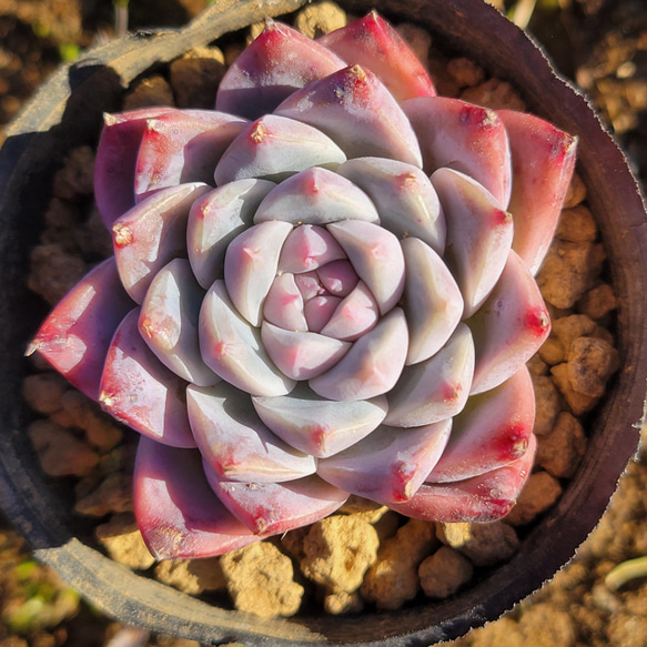 ドリームスーツ 多肉植物 エケベリア その他インテリア雑貨 多肉の 