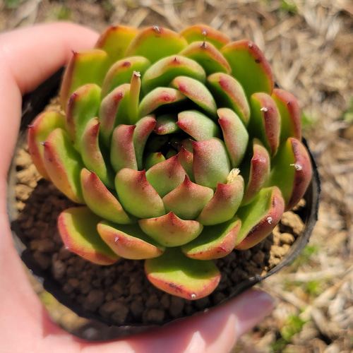 ミモザ×コロラータ 多肉植物 エケベリア その他インテリア雑貨 多肉の