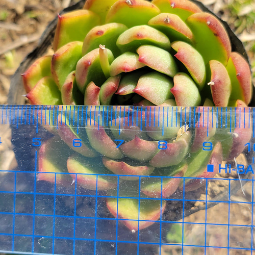 ミモザ×コロラータ 多肉植物 エケベリア その他インテリア雑貨 多肉の