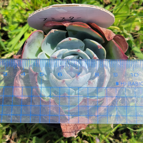 アミスター 多肉植物 エケベリア その他インテリア雑貨 多肉のたかだ 