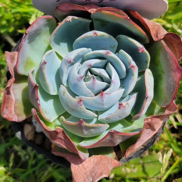 お纏め 多肉植物 アミスター錦 抜き苗 お纏め 多肉植物 アミスター錦