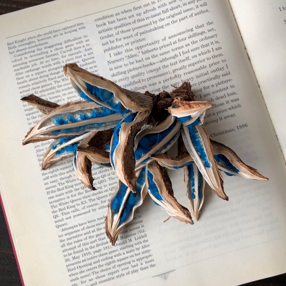 タビビトノキ 種子の宝石 5個咲き不思議な木の実シリーズ ドライ