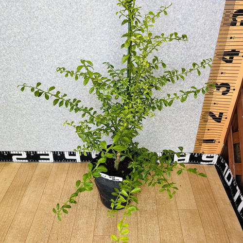 4年生 果実つき フィンガーライム接木苗／ワイルドホワイト 樹高60センチ