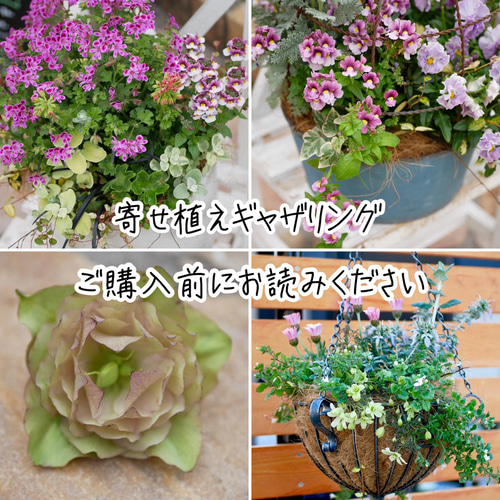 寄せ植えギャザリング、プランツ購入前に必ずお読みくださいませ 多肉  