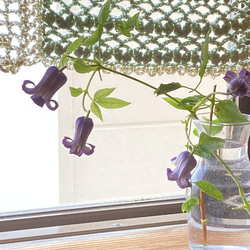 2025 New✨多肉植物 ソングフォーユー 韓国苗 多肉植物 pariʚ