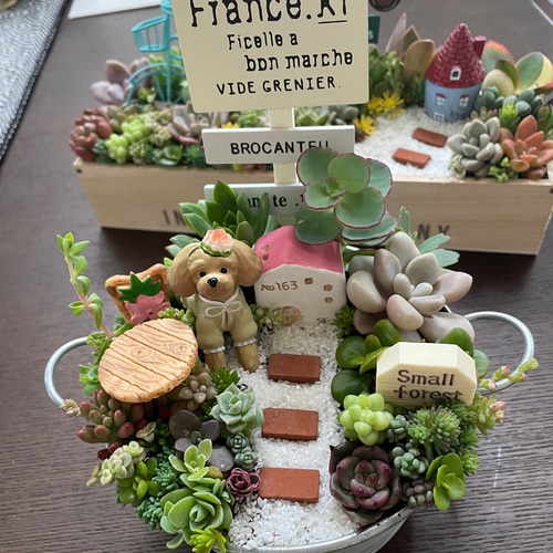ギフトにも〜受注制作 円形ブリキトイプードル箱庭風多肉植物寄せ植え