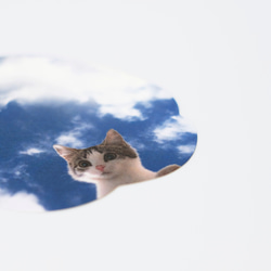 雨上がりコースター／ 猫と緑 1枚目の画像