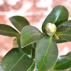 インテリア盆栽「山茶花（サザンカ）」 2枚目の画像