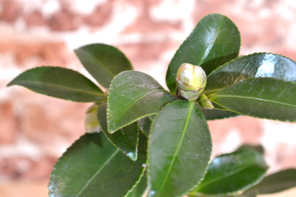 インテリア盆栽「山茶花（サザンカ）」 2枚目の画像