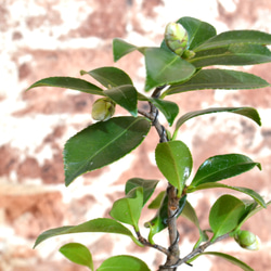 インテリア盆栽「山茶花（サザンカ）」 3枚目の画像