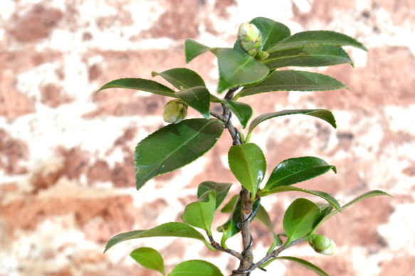 インテリア盆栽「山茶花（サザンカ）」 3枚目の画像