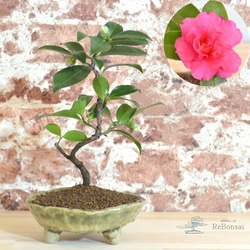 サザンカ 山茶花 盆栽 11号 幹太❗ サザンカ 山茶花 盆栽 11号 幹太❗