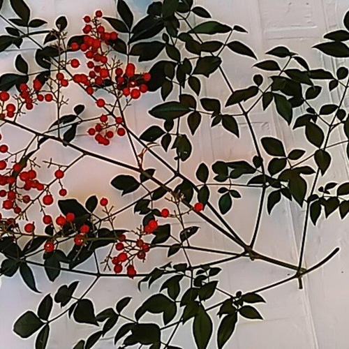 南天の葉5枚 飾り葉 おせち飾り 正月飾り お正月 縁起もの ドライ