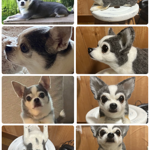羊毛フェルト:愛犬ちゃんそっくり人形(Mサイズ):オーダー受付