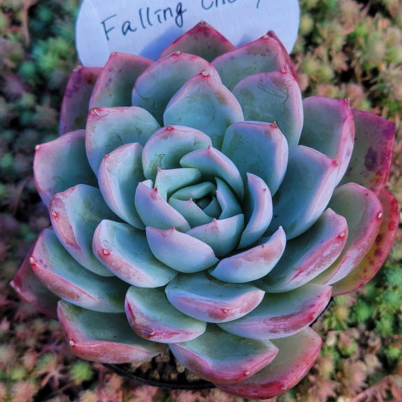 新品種！ Falling Cherry 多肉植物 エケベリア その他インテリア