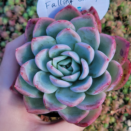 新品種！ Falling Cherry 多肉植物 エケベリア その他インテリア