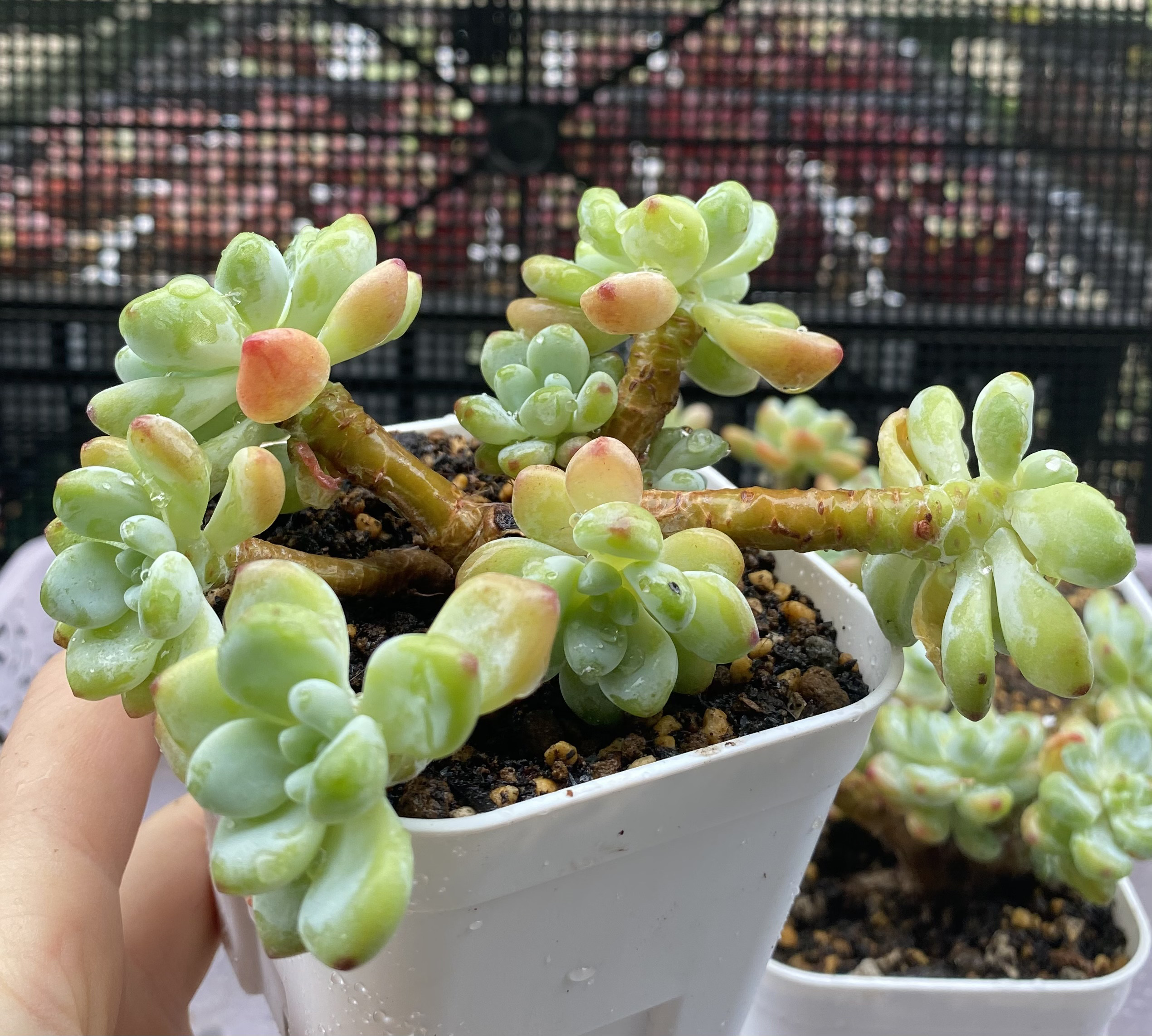 多肉植物 ほんのりピンクの紫麗殿♡カワイイ♡抜き苗 d01550a84a445ee3ffdc3a9ef67755