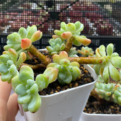 多肉植物 ☆ ファイヤーピラー 超レア 抜き苗 多肉植物 多肉園Le lien
