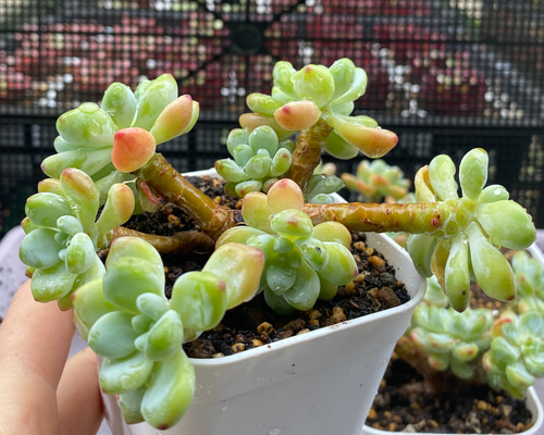 d400eeec66cff052264fbb2037ac33