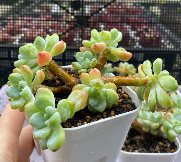 多肉植物 ☆ ピンクラウル 美苗 抜き苗 多肉植物 多肉園Le lien