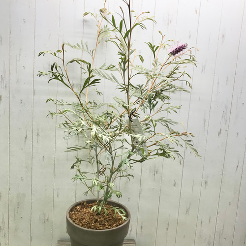開花中♡ Grevillea Dawn Purple グレビリア ドーンパープル Italian