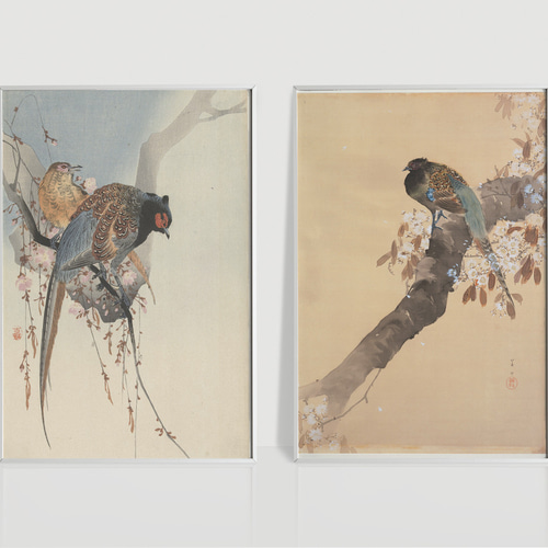 雉 キジ 鳥 動物学 ビンテージイラスト 光沢 ポスター A3 ②の