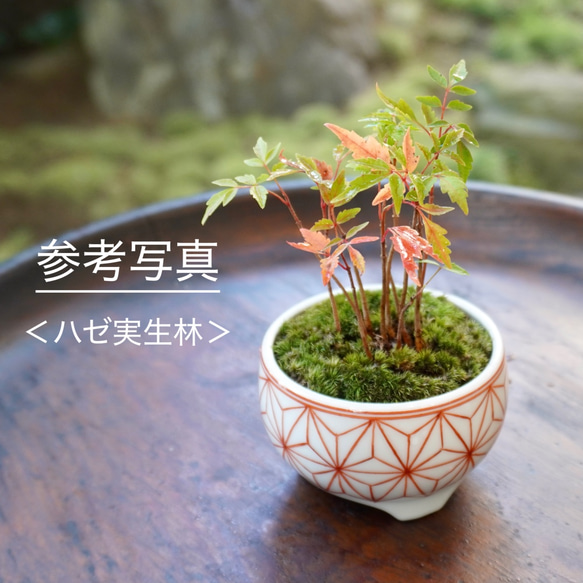 染付籠網代六つ目紋植木鉢　口径約7.3cm　高さ約5.3cm 人気・おすすめ｜使いやすい・旅行におすすめ 品質保証 全国発送 正規品・日本国内発送・安心保証付き