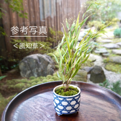 染付籠網代六つ目紋植木鉢　口径約7.3cm　高さ約5.3cm 8枚目の画像