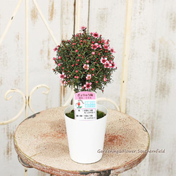 花苗 常緑樹 ギョリュウバイ トピアリーピンク 3号ロングポット 寄せ