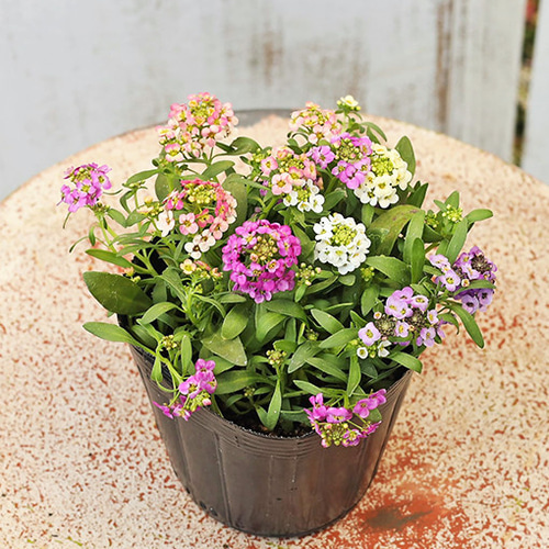 花苗 スイートアリッサム MIX植え 3.5号(10.5cm) 多年草 四季咲き 春の