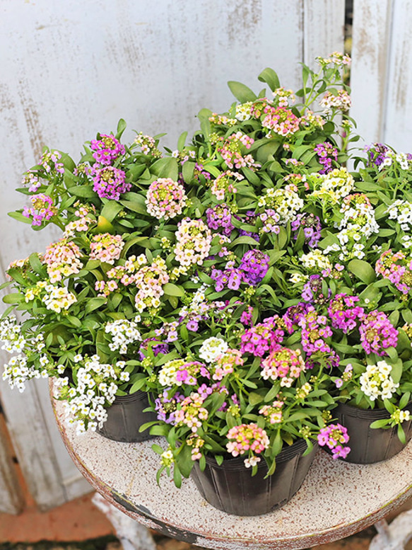 花苗 スイートアリッサム MIX植え 3.5号(10.5cm) 多年草 四季咲き 春の