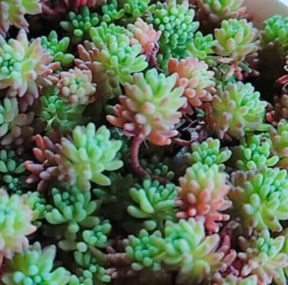 とてもキュートな多肉植物✤セダム属✤パリダム? 2枚目の画像