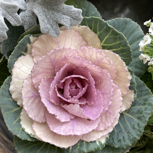 葉牡丹とアリッサムリース形寄せ植え＊* その他インテリア雑貨