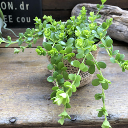 デピーナ♡ペペロミア♡観葉植物♡可愛い葉っぱ 1枚目の画像