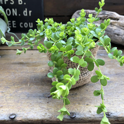 デピーナ♡ペペロミア♡観葉植物♡可愛い葉っぱ 5枚目の画像