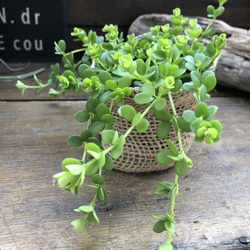 デピーナ♡ペペロミア♡観葉植物♡可愛い葉っぱ 10枚目の画像