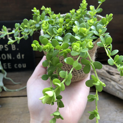 デピーナ♡ペペロミア♡観葉植物♡可愛い葉っぱ 8枚目の画像