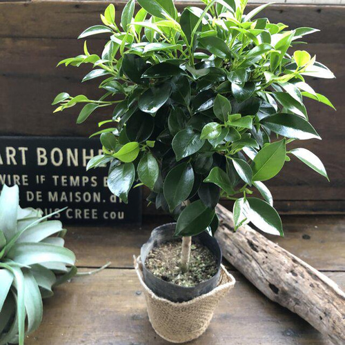 フィカス ナナ♡木立した♡観葉植物♡ベンジャミン♡ゴムの木 アート