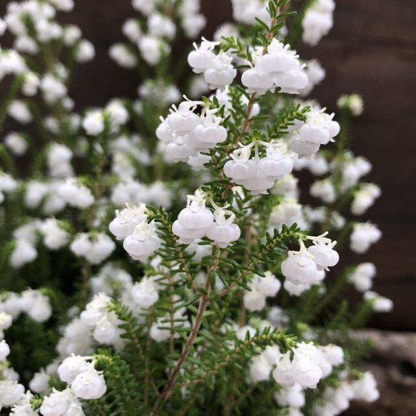 スズランエリカ♡真っ白の花♡観葉植物♡ガーデニング 2枚目の画像