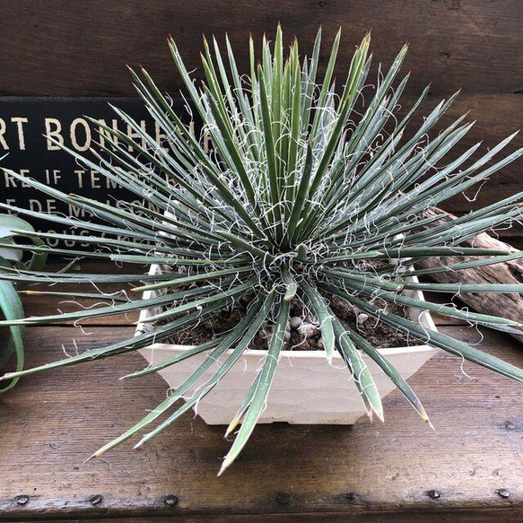 アガベ ゲミニフローラ♡大苗♡希少♡ガーデン アートフラワー パリ