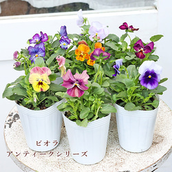 再入荷花苗 ビオラ アンティーク シリーズ 2.5号ポット 寄せ植え 庭植え 花壇 庭 シック 大人かわいい 1枚目の画像