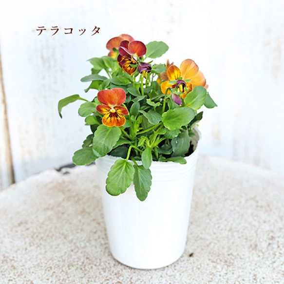 再入荷花苗 ビオラ アンティーク シリーズ 2.5号ポット 寄せ植え 庭植え 花壇 庭 シック 大人かわいい 15枚目の画像