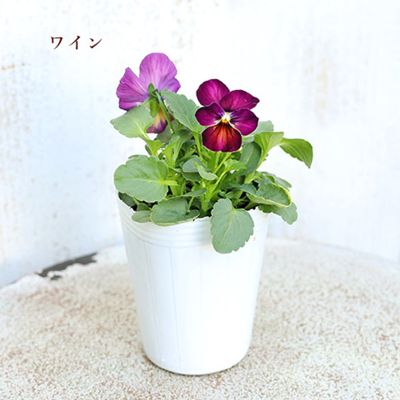 再入荷花苗 ビオラ アンティーク シリーズ 2.5号ポット 寄せ植え 庭植え 花壇 庭 シック 大人かわいい 9枚目の画像